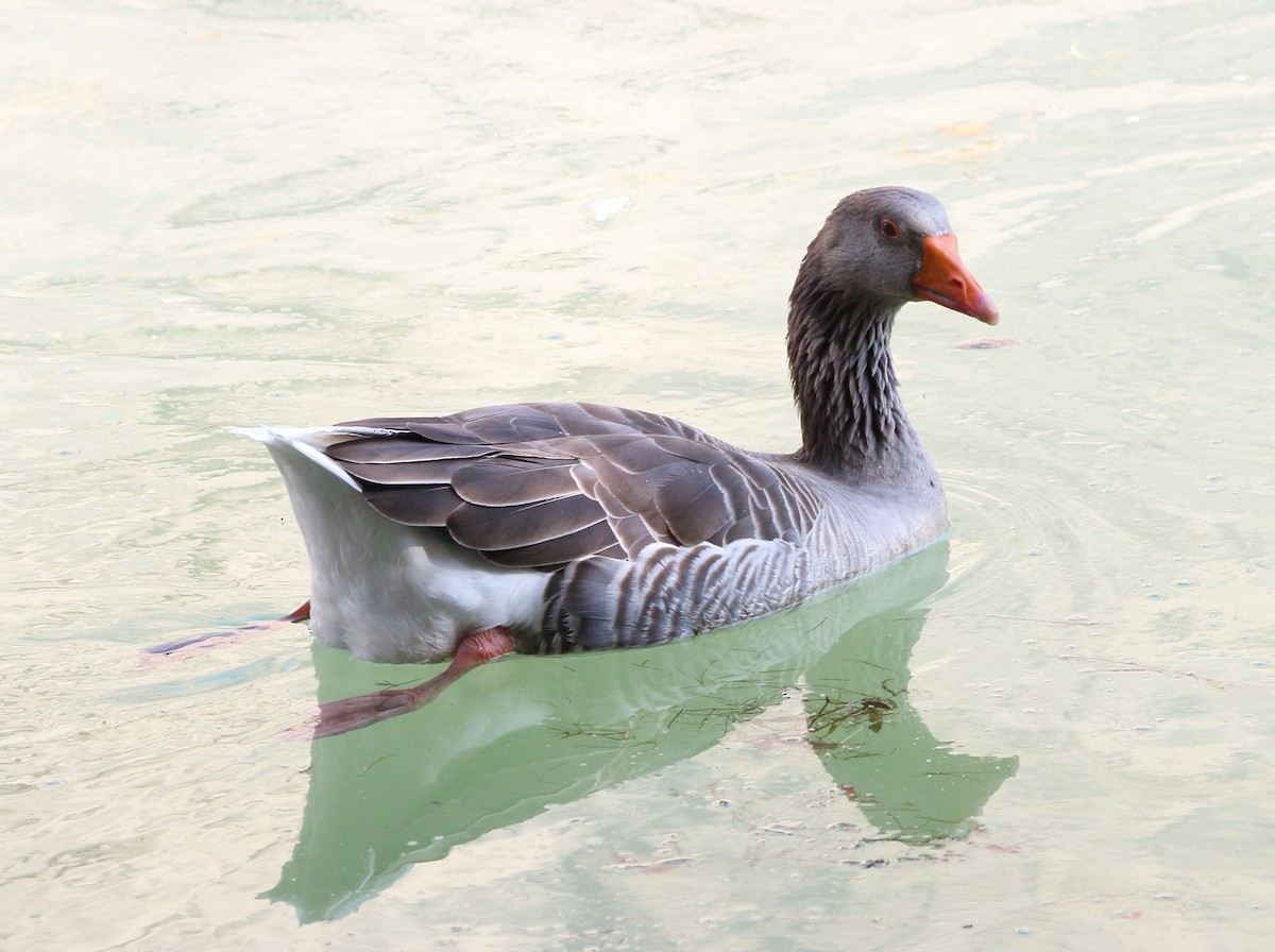 Гуска сіра - ML645558237