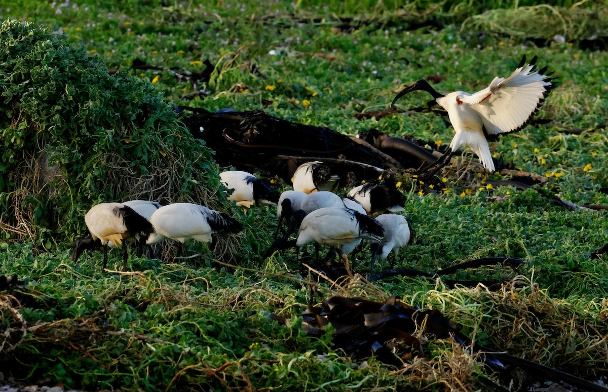 African Sacred Ibis - ML645558238