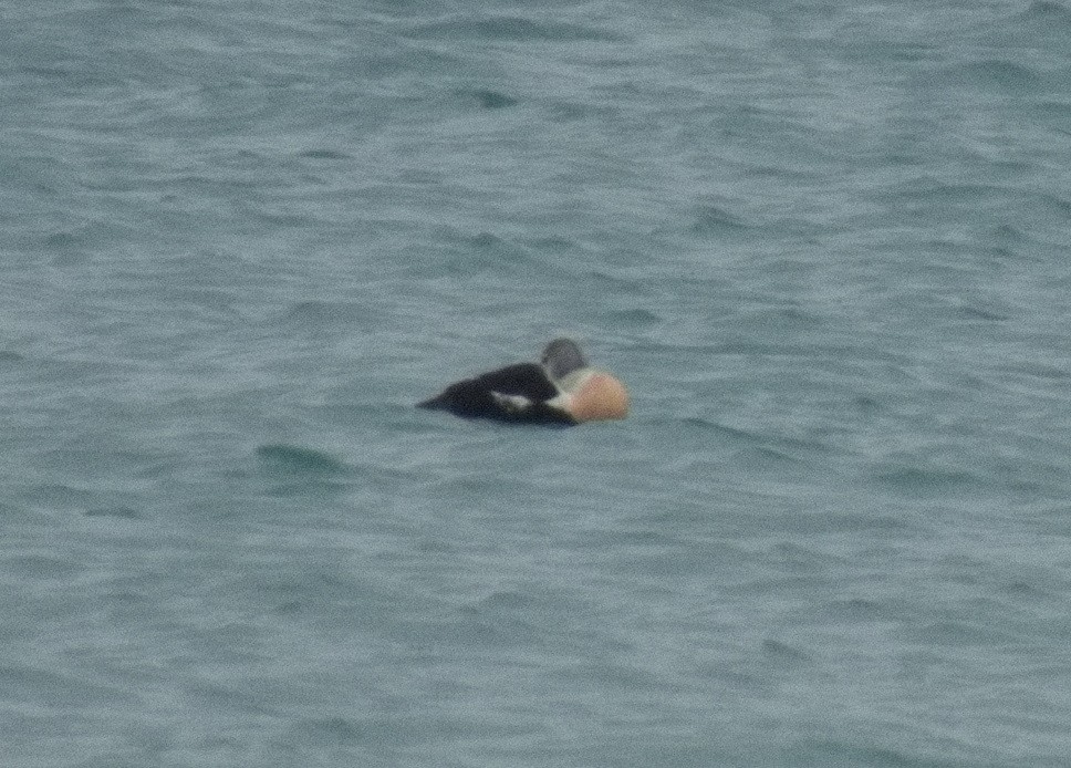 Éider Real - ML645558241