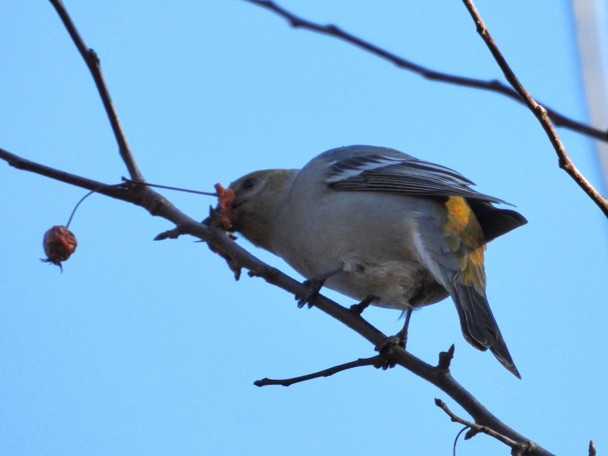 Pine Grosbeak - ML645558244