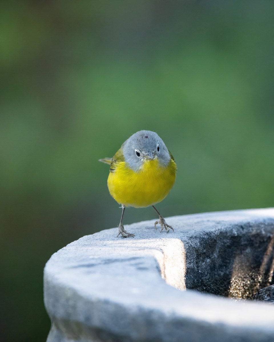 Nashville Warbler - ML645558251