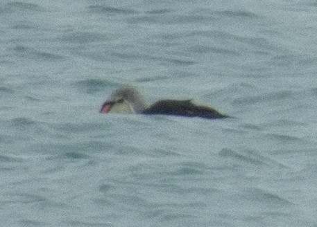 Éider Real - ML645558253