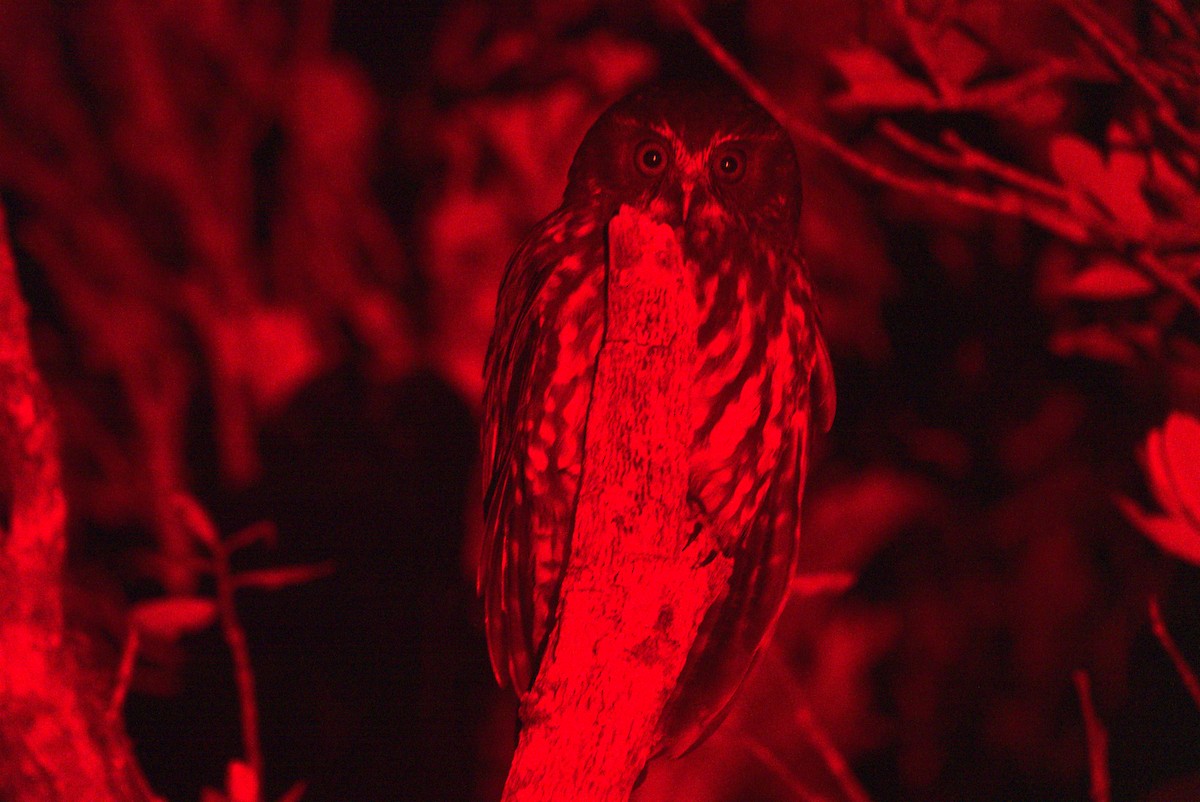 Morepork - ML645558254