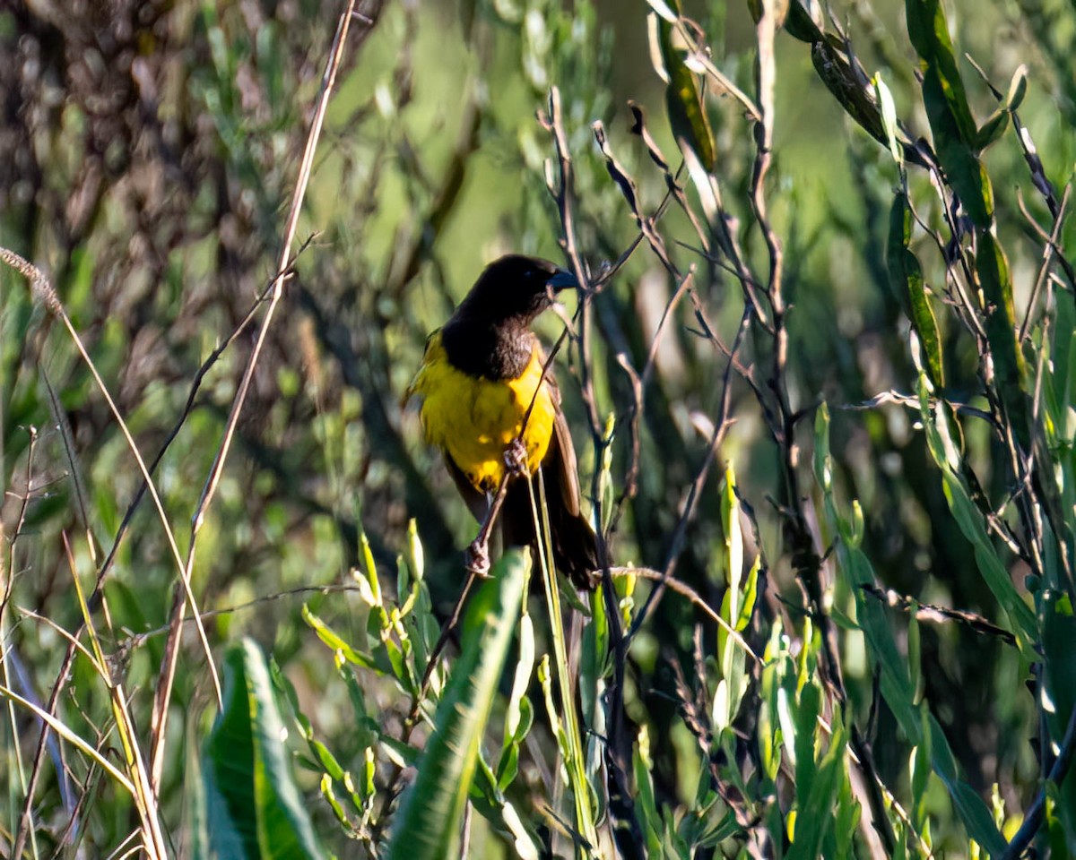 Мочарець жовтогузий - ML645558264