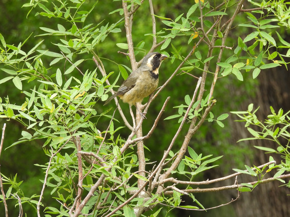 oransjenebbsaltator - ML645558270