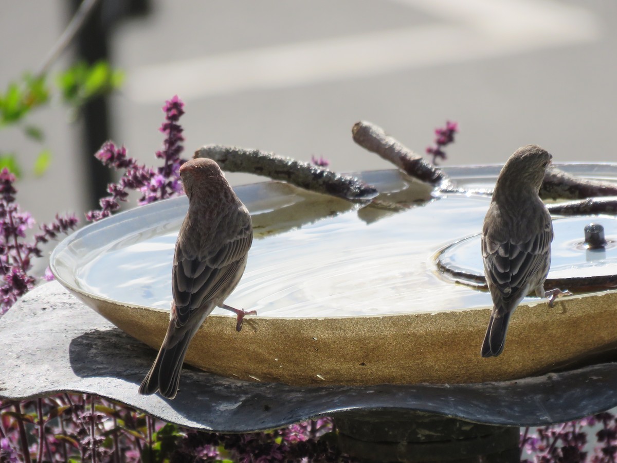 House Finch - ML645558273