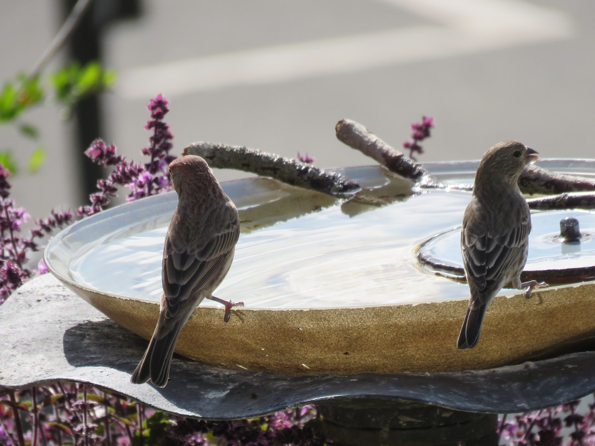 House Finch - ML645558274