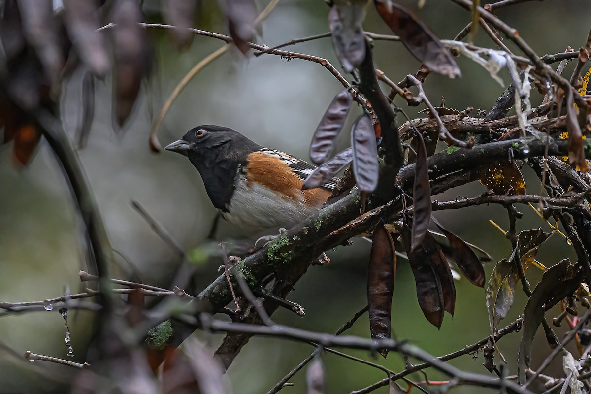 Spotted Towhee - ML645558277