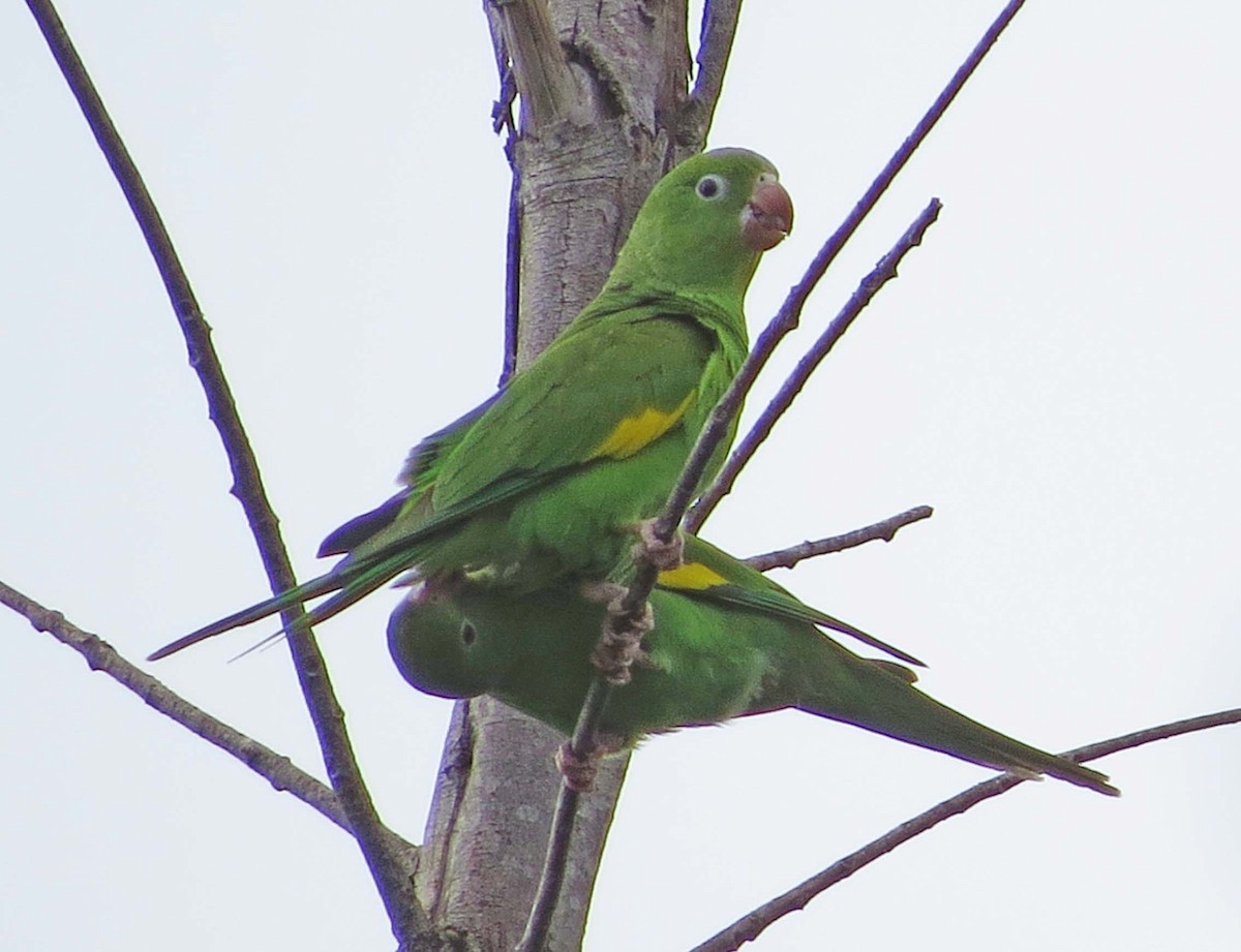 Yellow-chevroned Parakeet - ML645558278