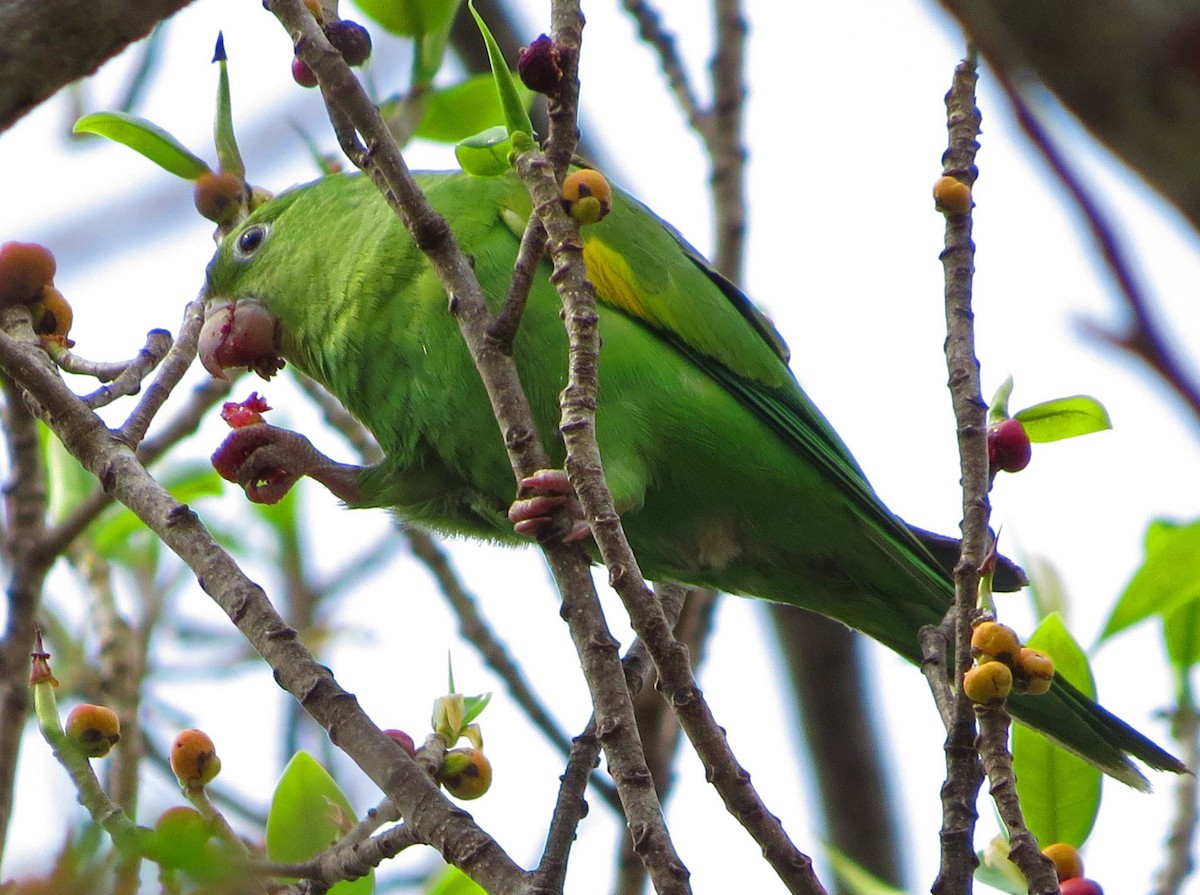 Yellow-chevroned Parakeet - ML645558279