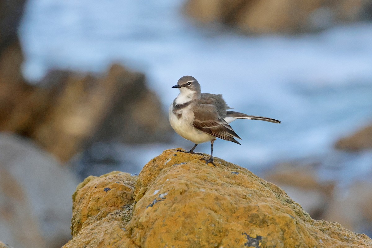 Cape Wagtail - ML645558281