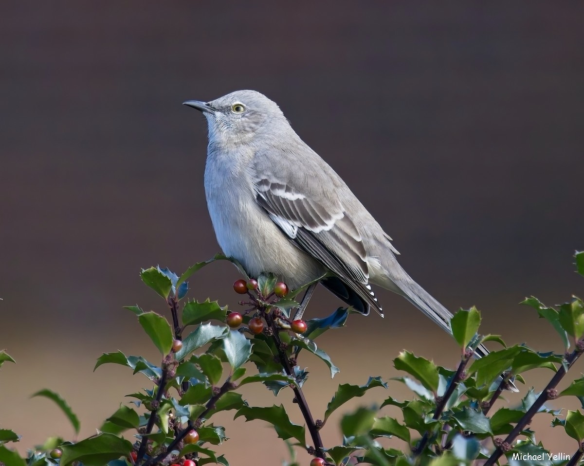Northern Mockingbird - ML645558297