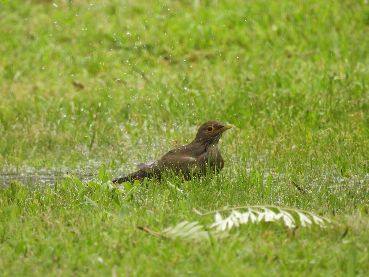 drozd rezavobřichý - ML645558300