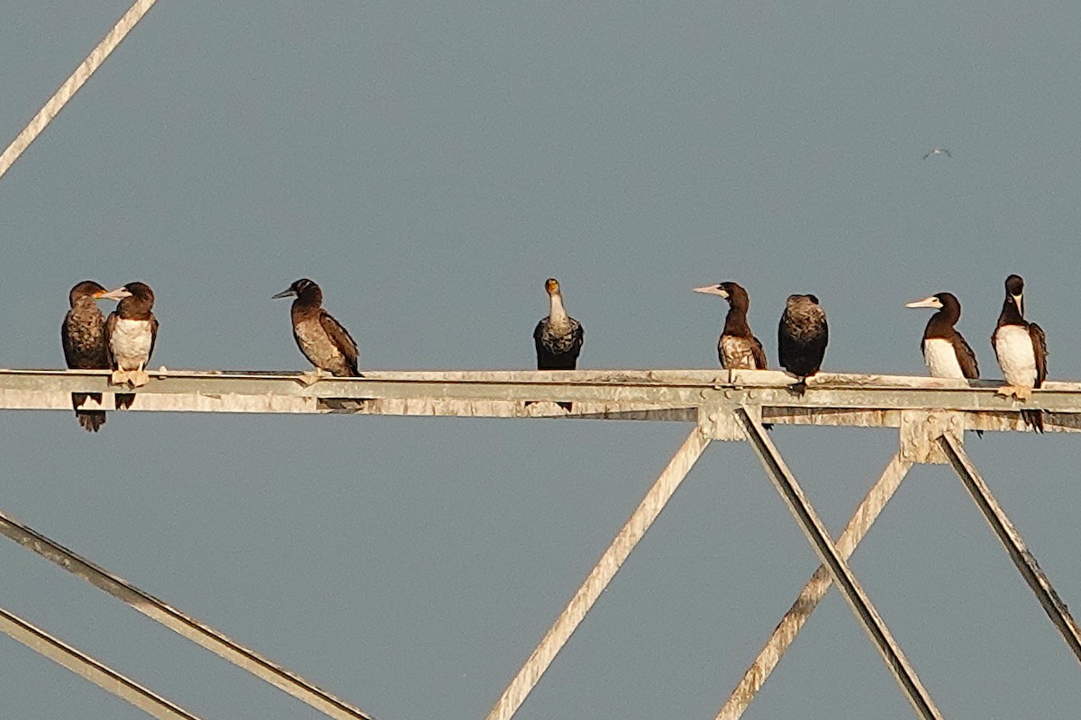 Sula fosca - ML645558316