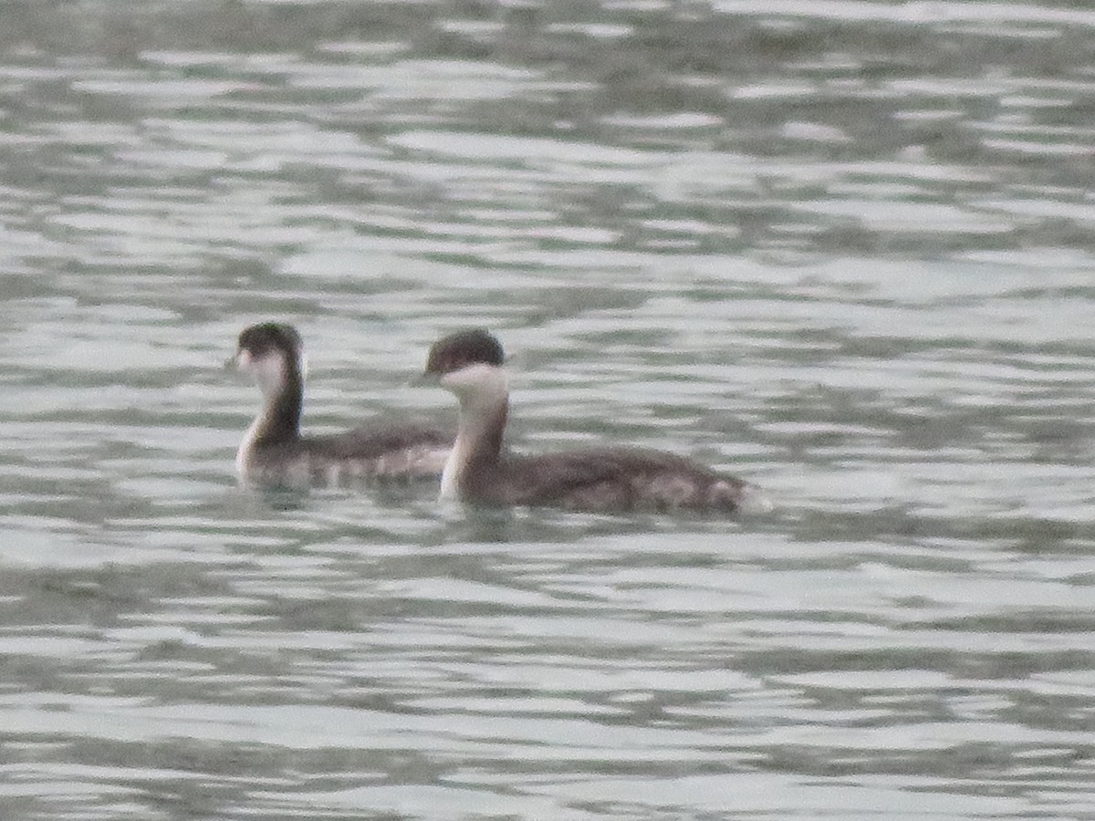 Horned Grebe - ML645558329