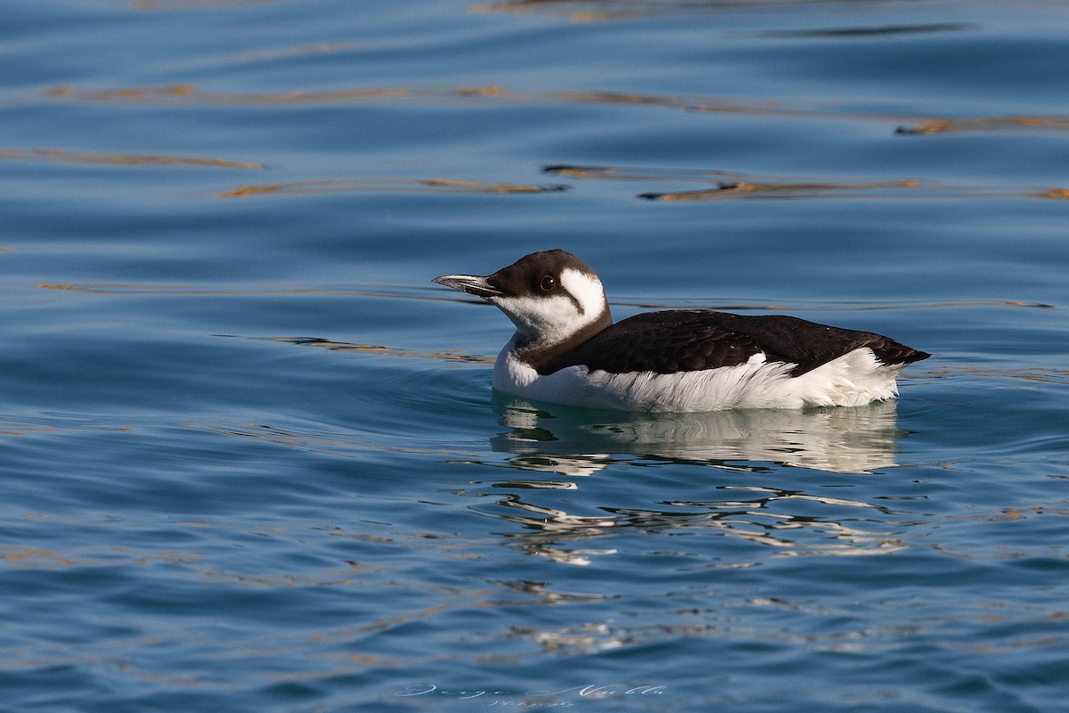 Common Murre - ML645558343