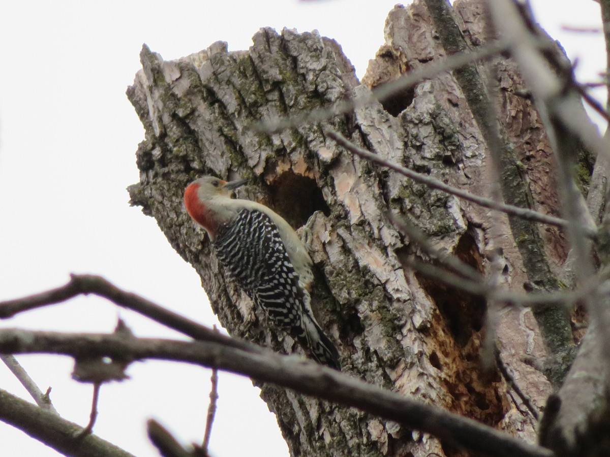 Red-bellied Woodpecker - ML645558354