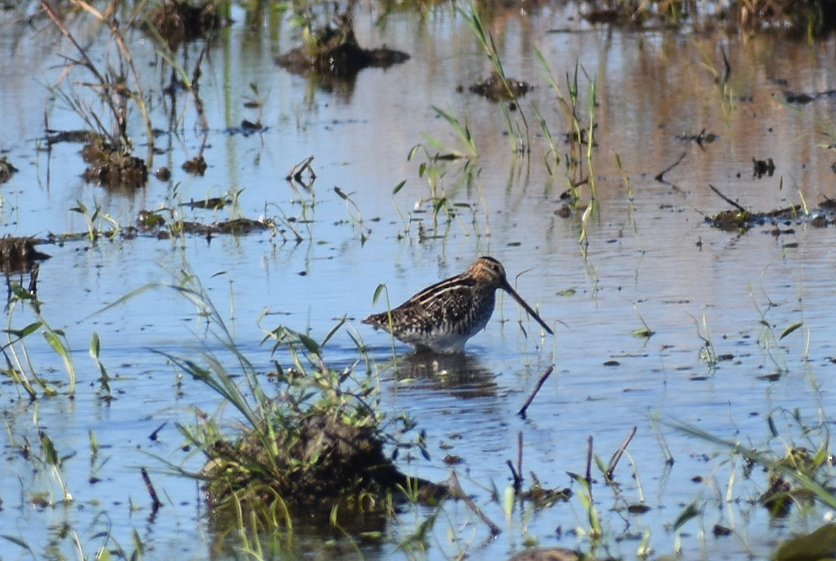 Wilson's Snipe - ML645558355