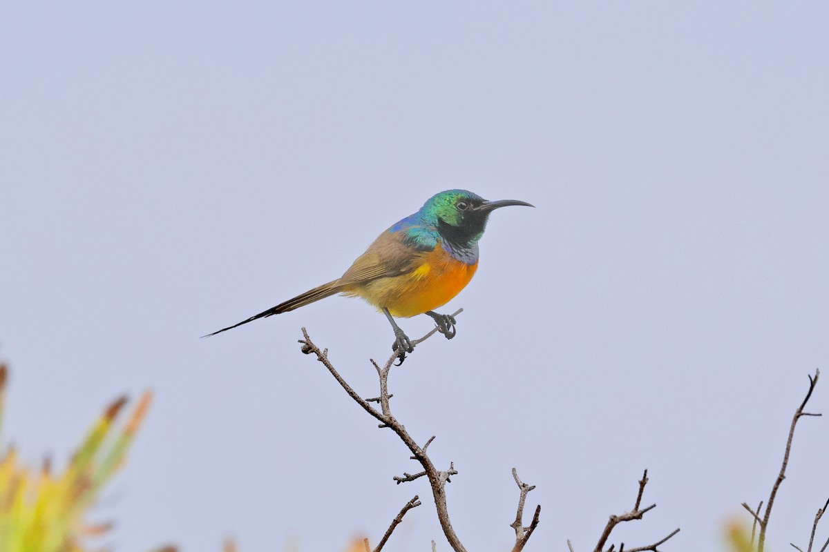 Orange-breasted Sunbird - ML645558364