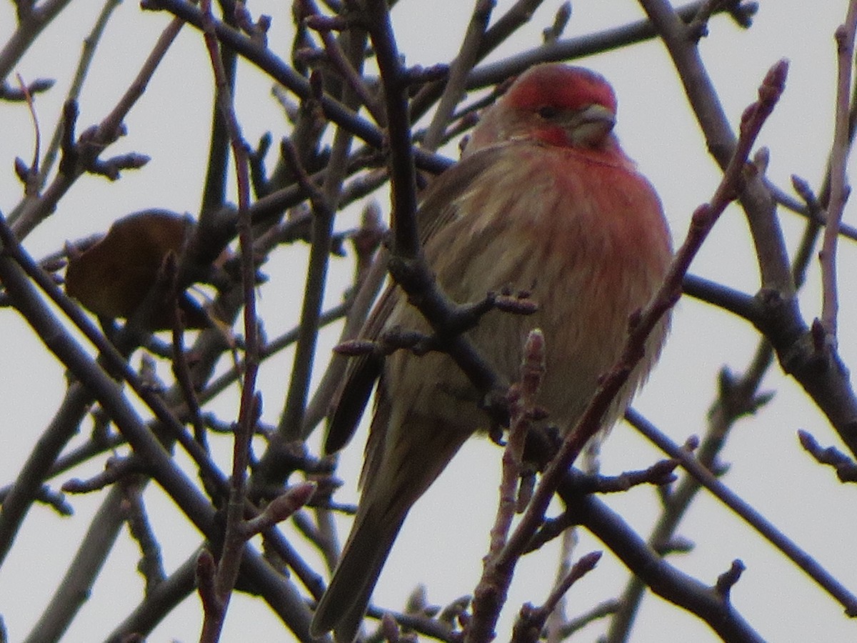 House Finch - ML645558381
