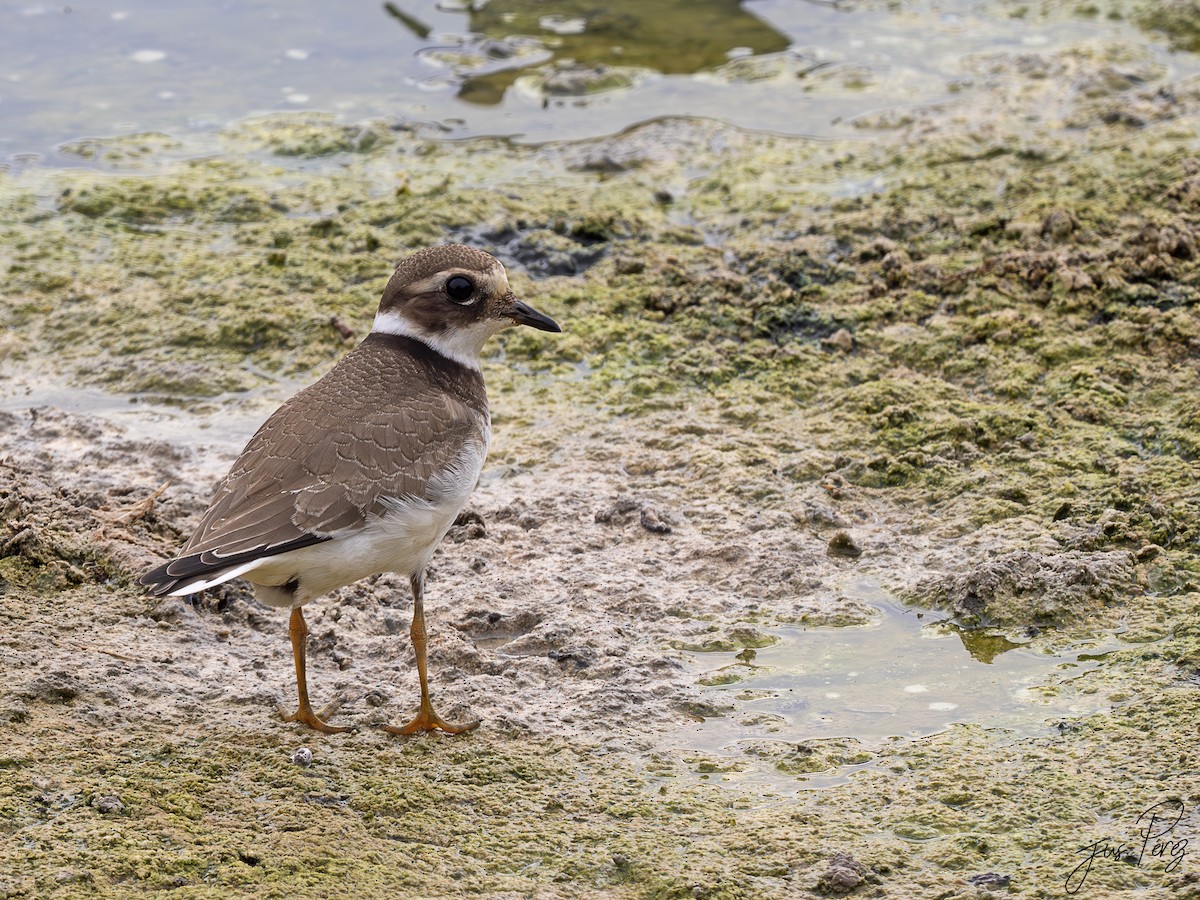 kulík písečný - ML645558384