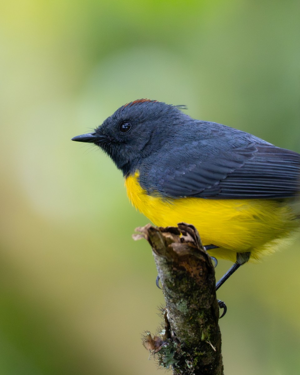 Slate-throated Redstart - ML645558388