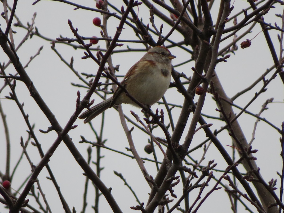 American Tree Sparrow - ML645558389
