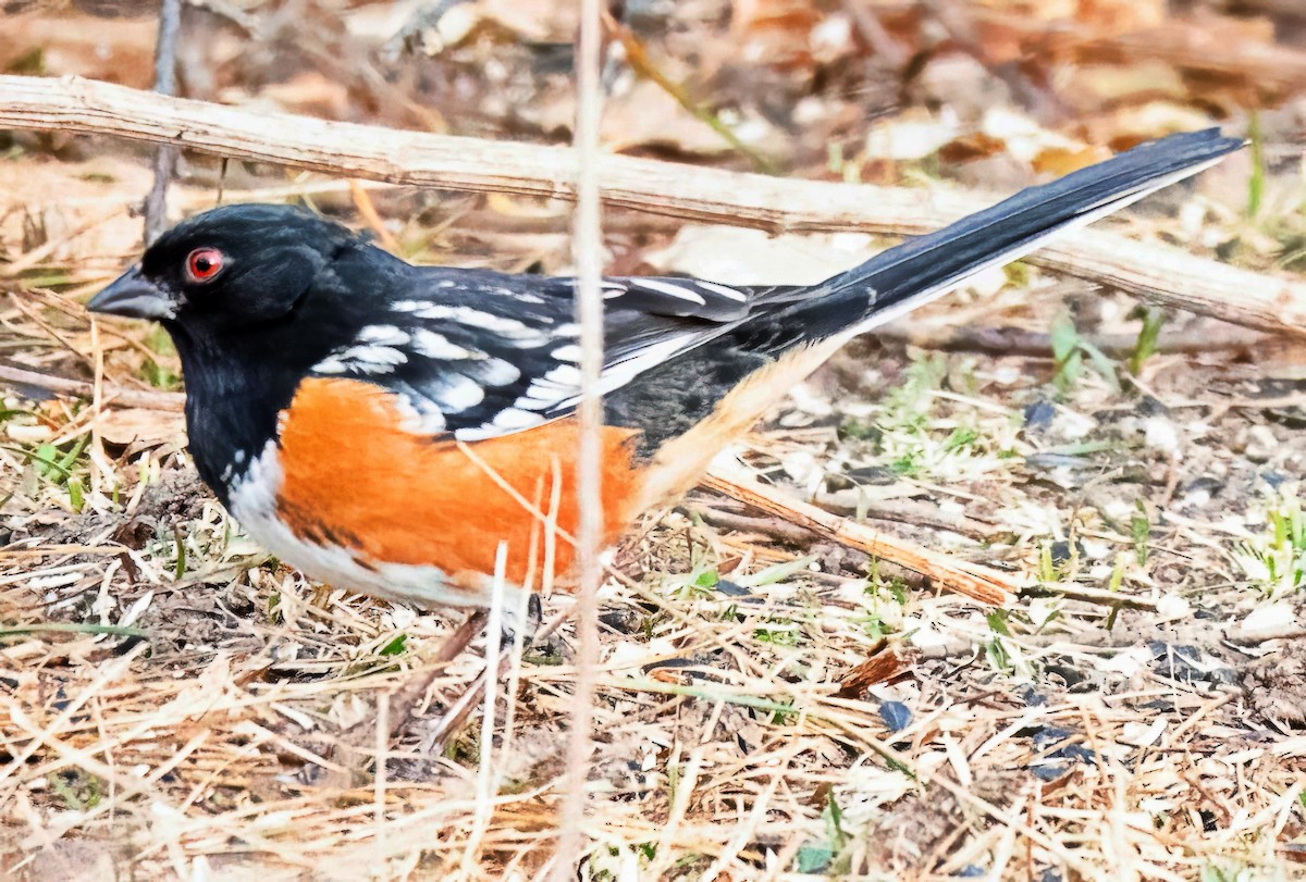 Spotted Towhee - ML645558390