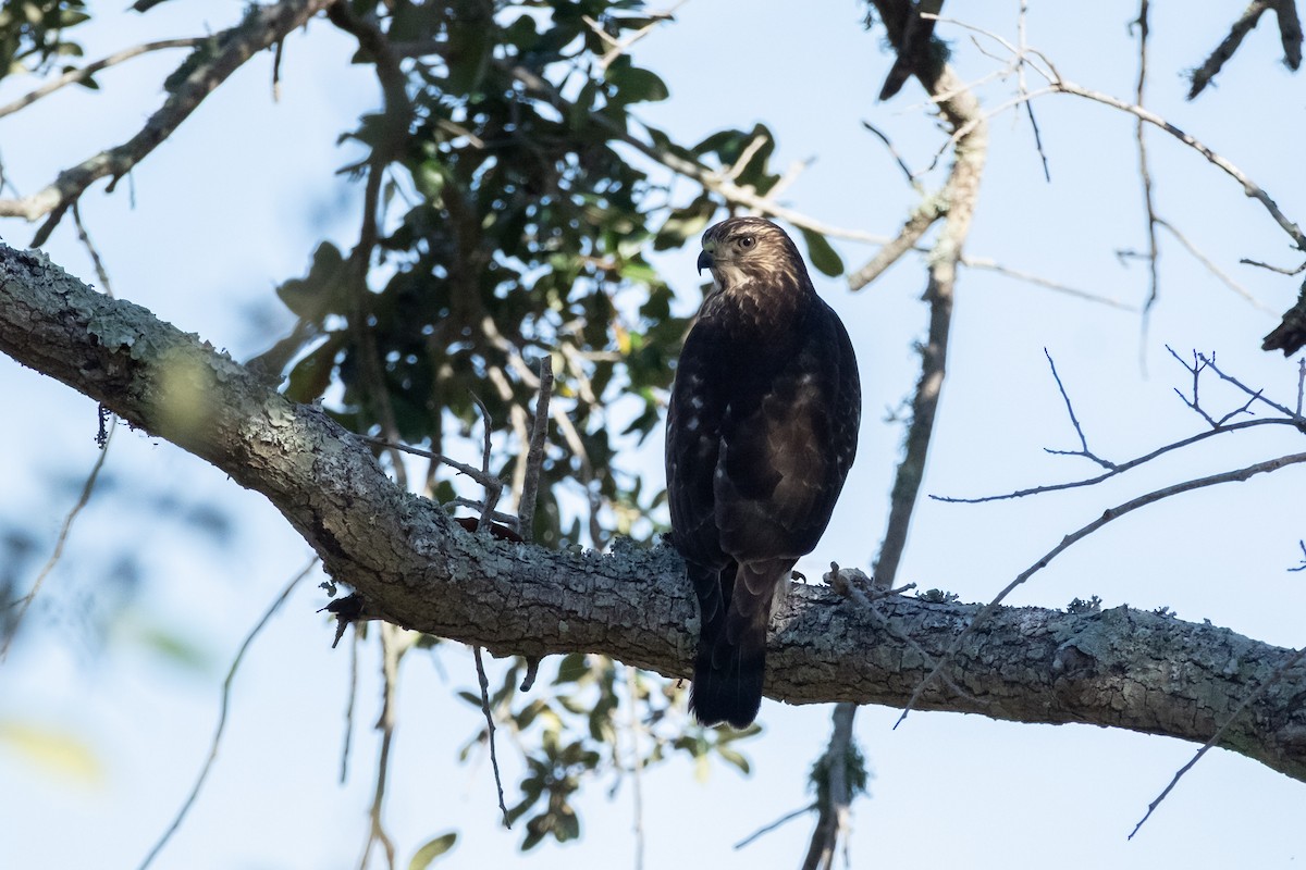Broad-winged Hawk - ML645558393