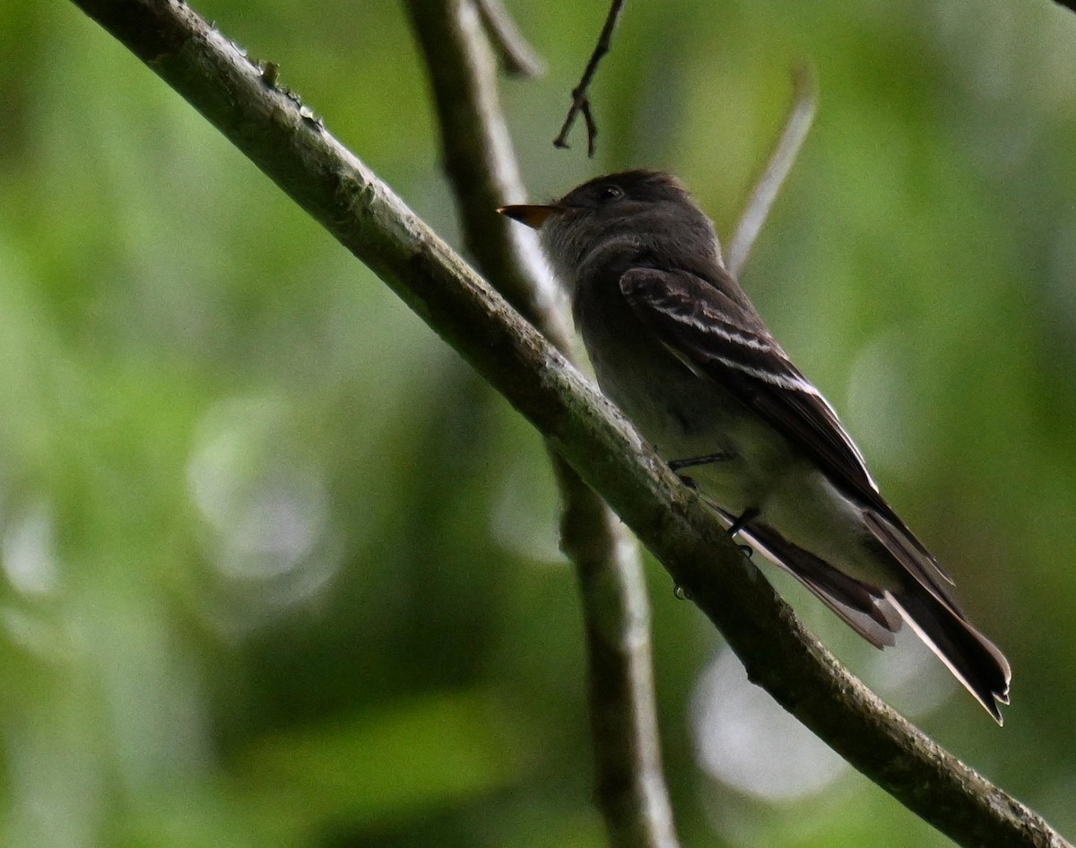 Pioui de l'Ouest - ML645558402