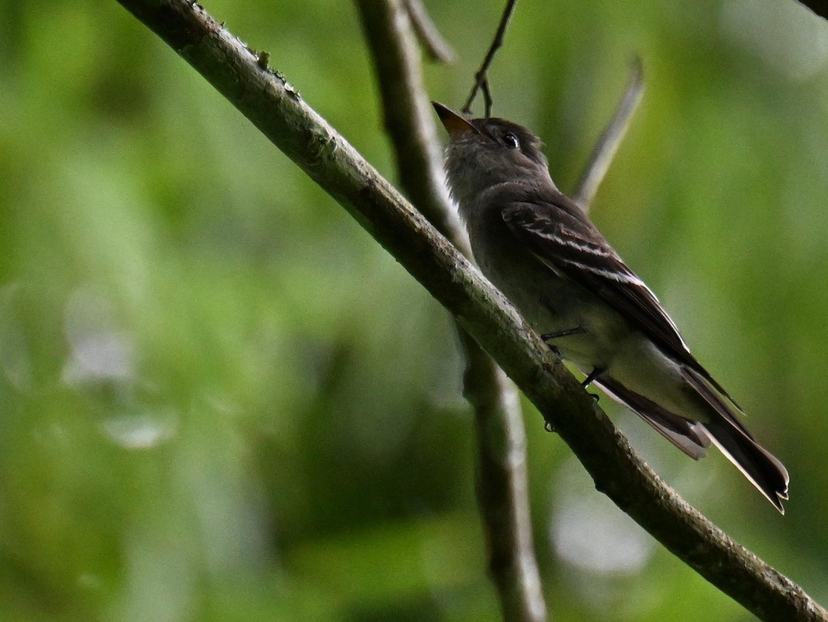 Pioui de l'Ouest - ML645558403