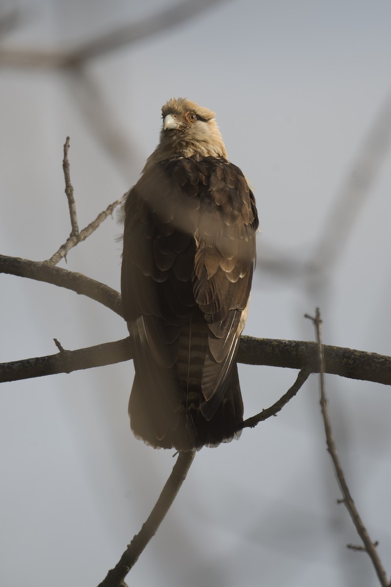 Yellow-headed Caracara - ML645558416