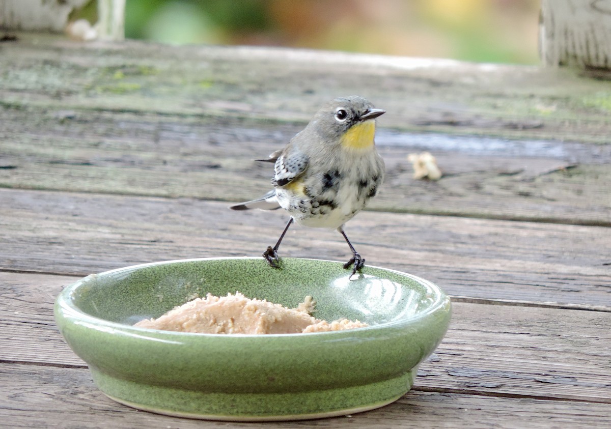 Yellow-rumped Warbler (Audubon's) - ML645558417