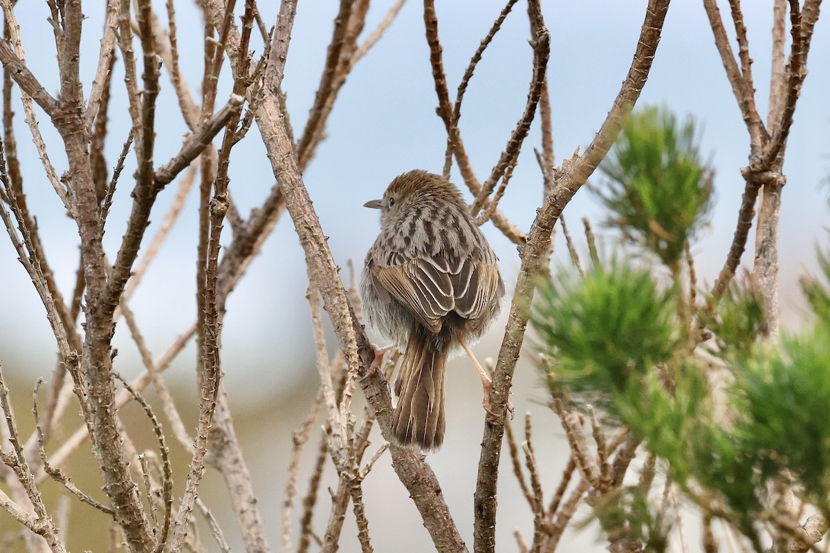 Gray-backed Cisticola - ML645558418