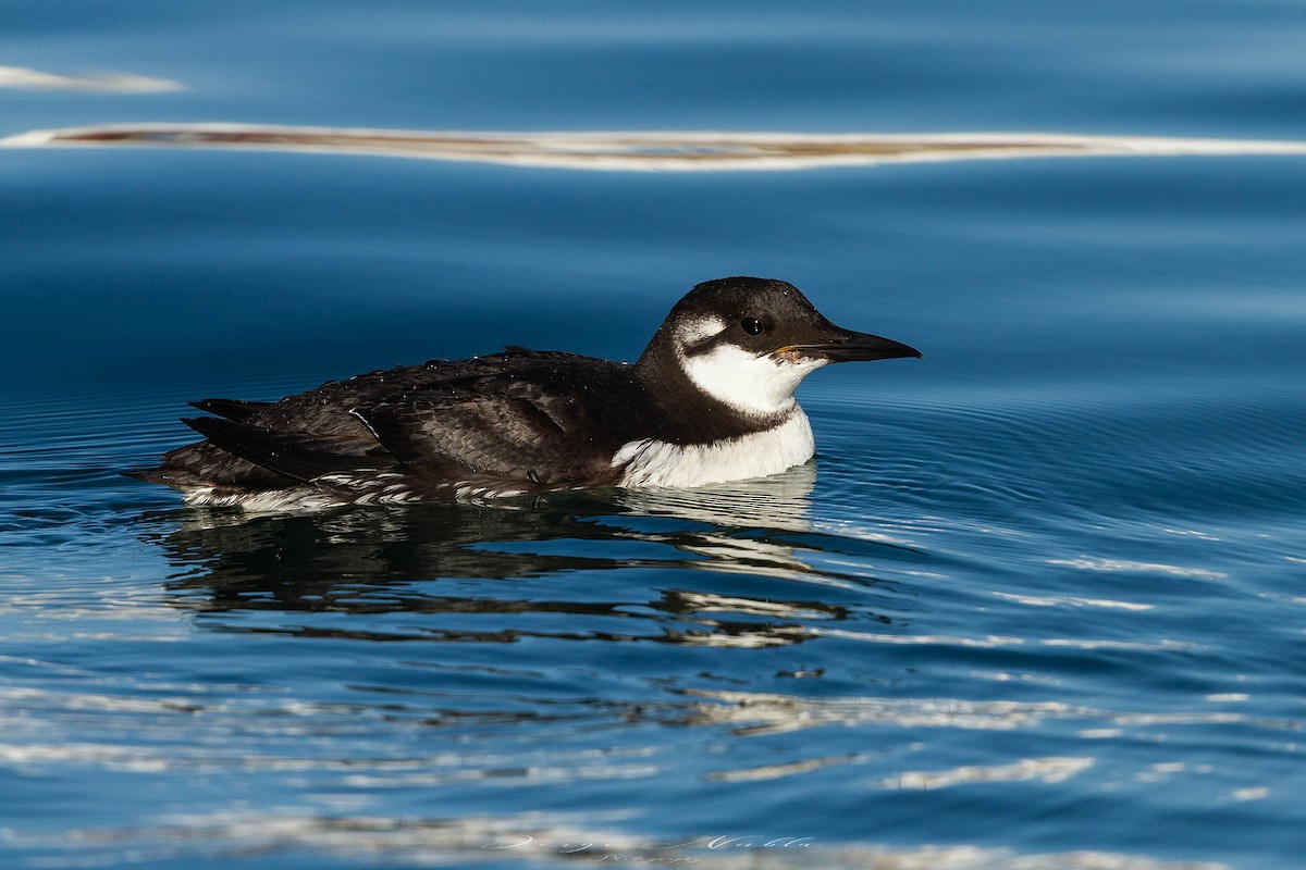 Common Murre - ML645558434