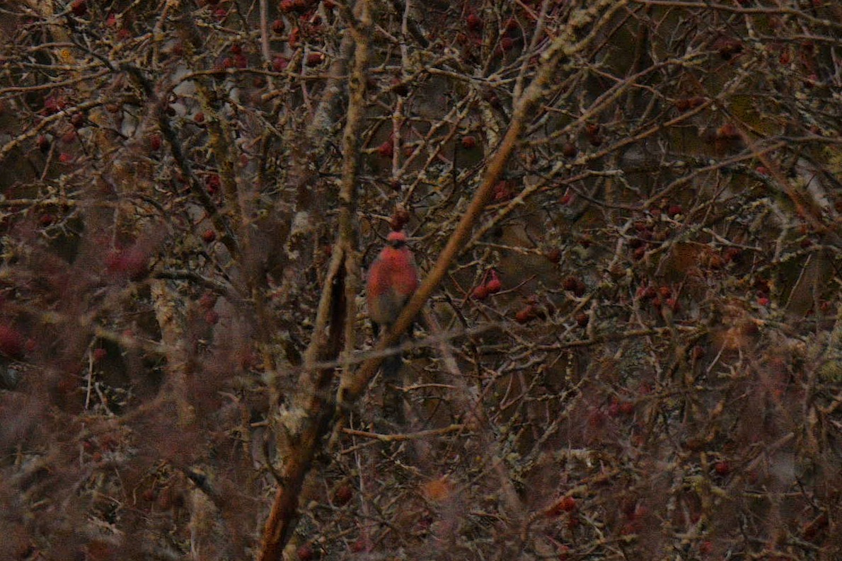 Pine Grosbeak - ML645558439
