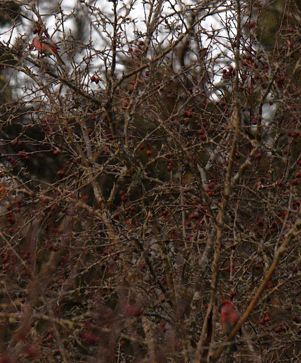 Pine Grosbeak - ML645558440