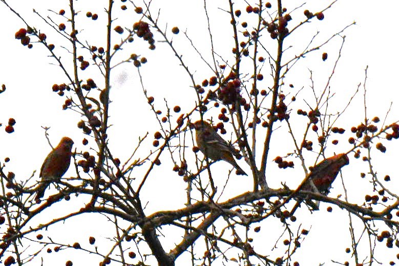 Pine Grosbeak - ML645558441