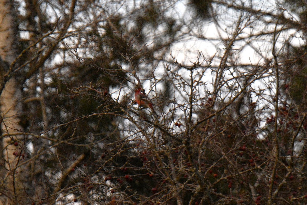 Pine Grosbeak - ML645558442