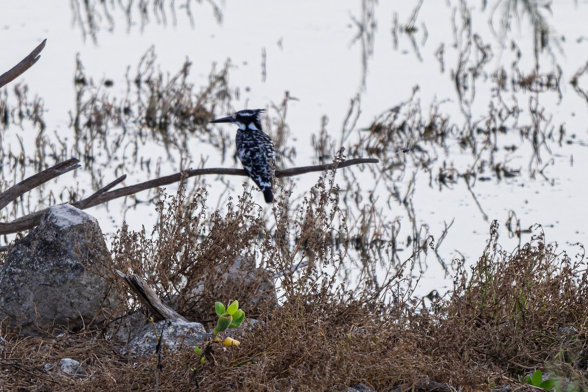 Pied Kingfisher - ML645558443