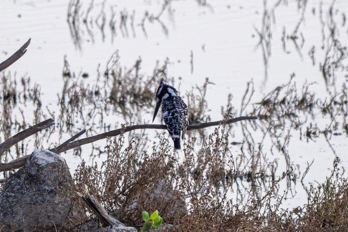 Pied Kingfisher - ML645558445