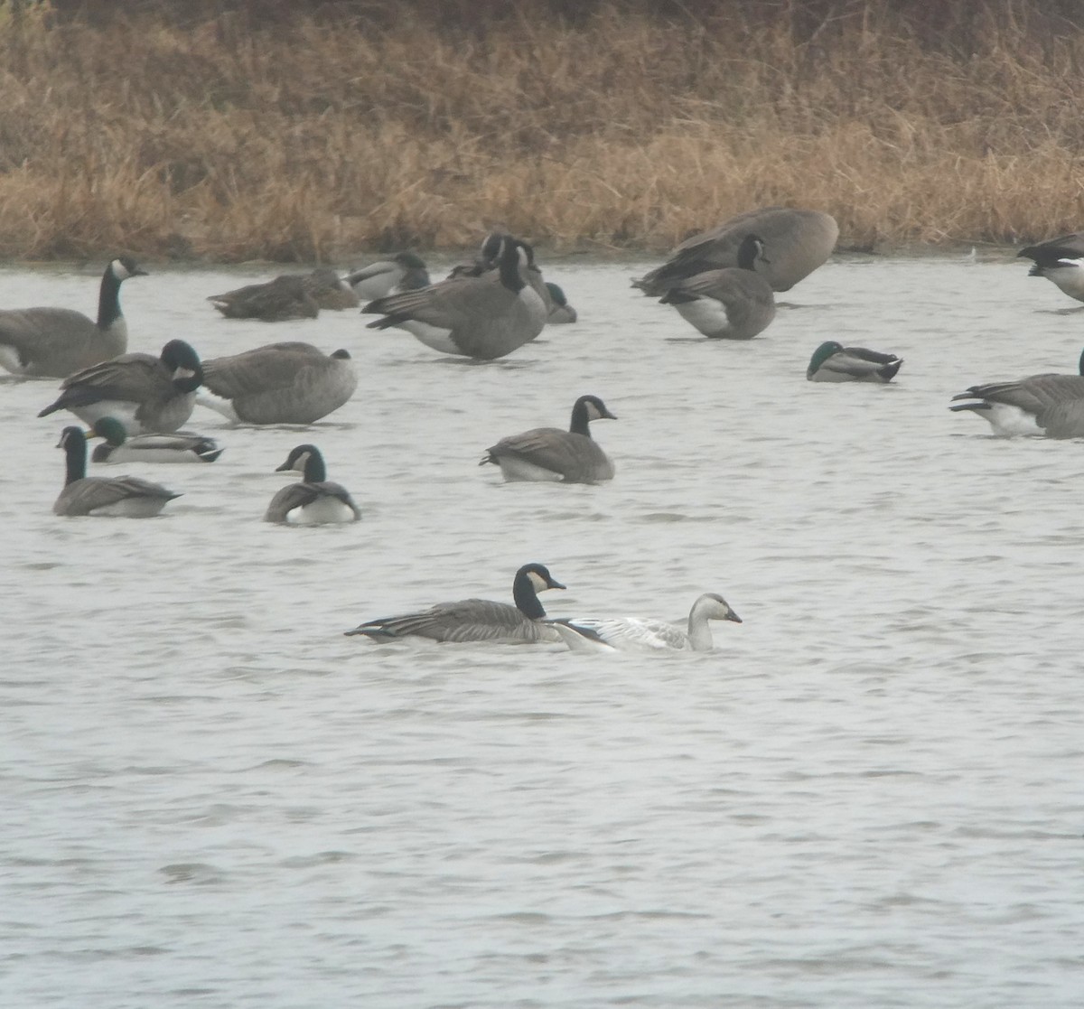 Snow Goose - ML645558448