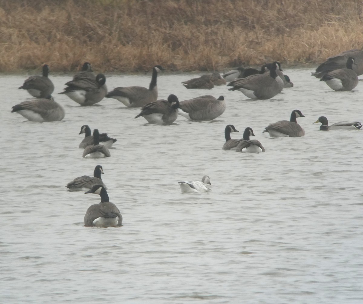 Snow Goose - ML645558452