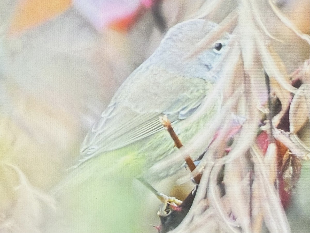 Orange-crowned Warbler - ML645558455