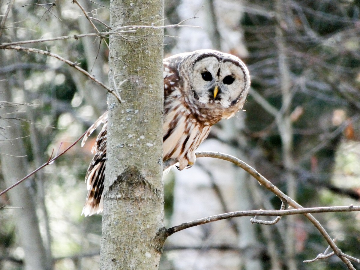 puštík proužkovaný - ML645558459