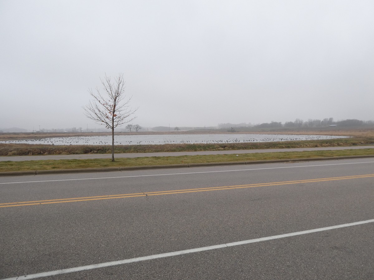 Canada Goose - ML645558462