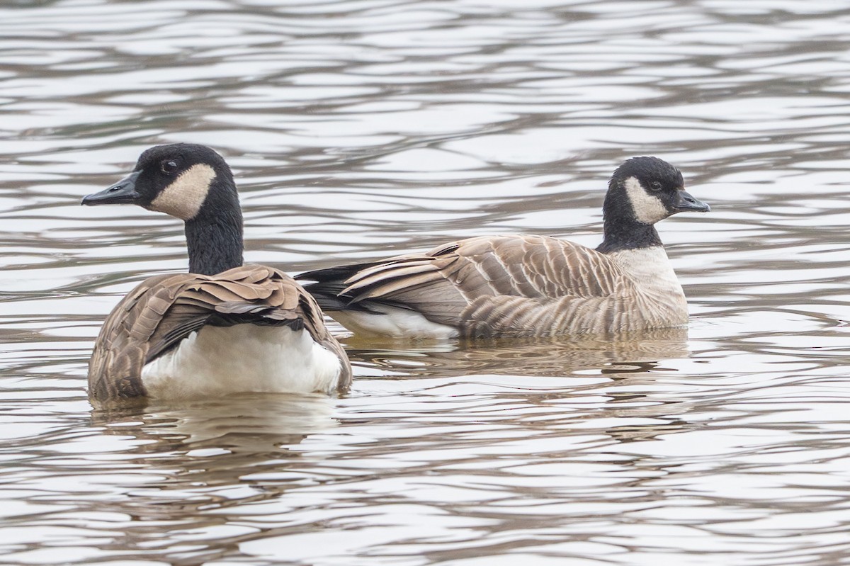 Cackling Goose - ML645558481