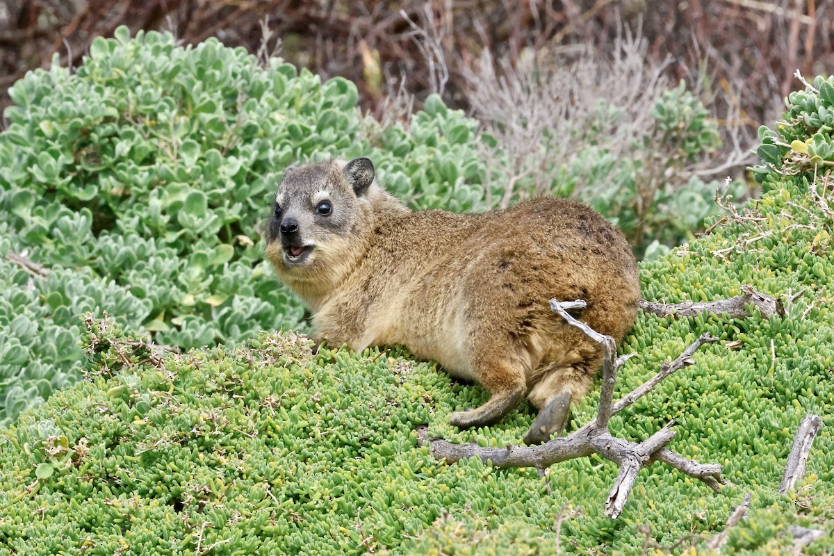 Rock Hyrax - ML645558482