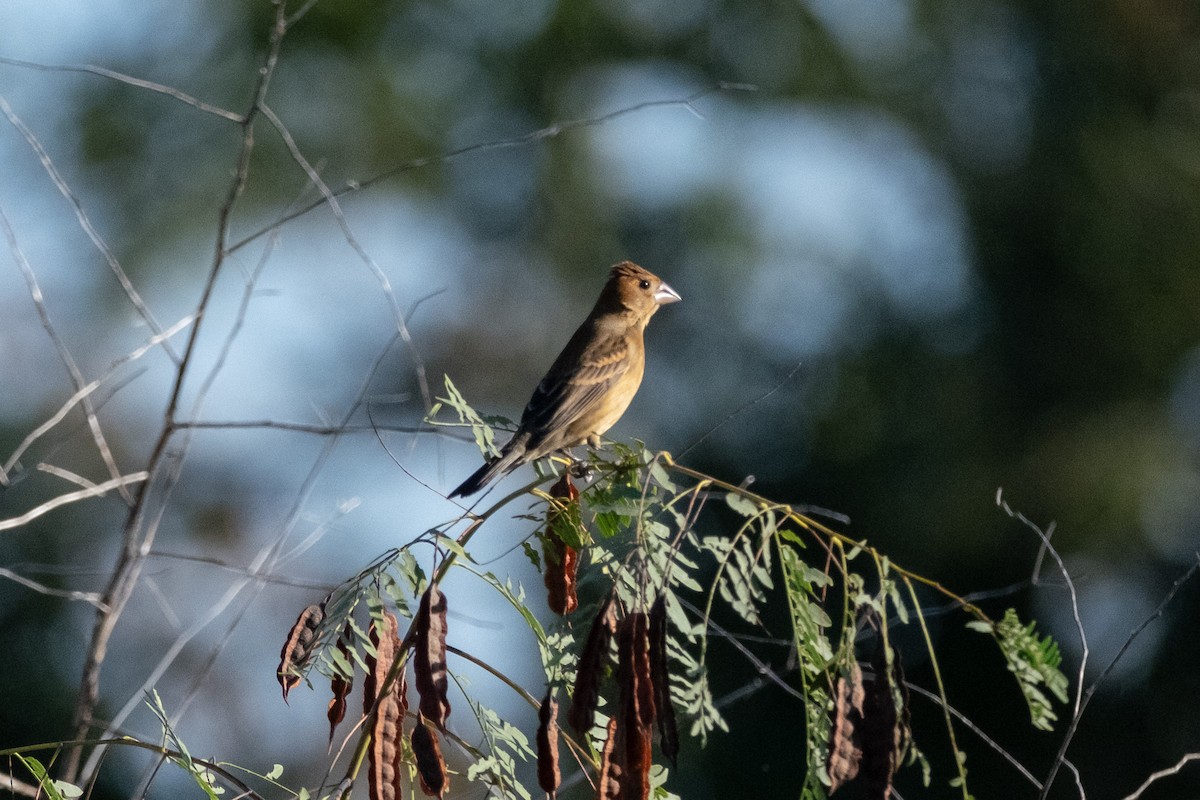 Blue Grosbeak - ML645558489