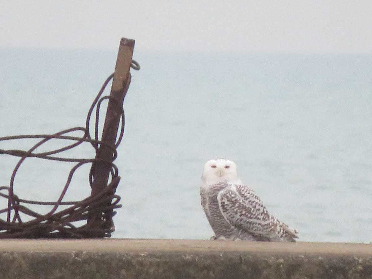 owl sp. - ML645558533